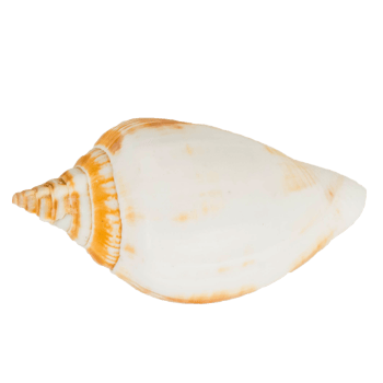 Sea shellfish isolated on white background png