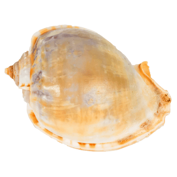 Sea shellfish isolated on white background png
