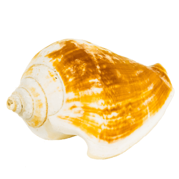 Sea shellfish isolated on white background png