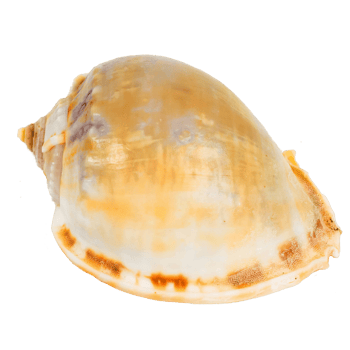 Sea shellfish isolated on white background png