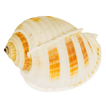Sea shellfish isolated on white background png
