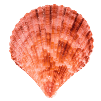 Sea shellfish isolated on white background png
