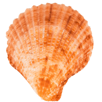 Sea shellfish isolated on white background png