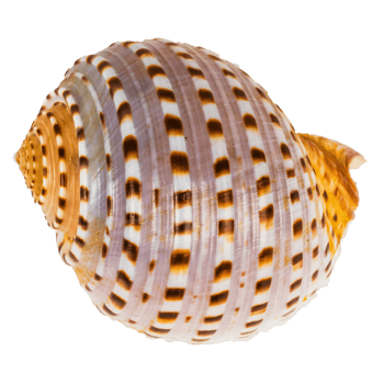 Sea shellfish isolated on white background png