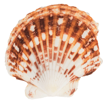 Sea shellfish isolated on white background png