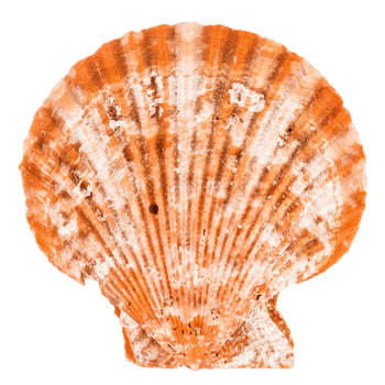 Sea shellfish isolated on white background png