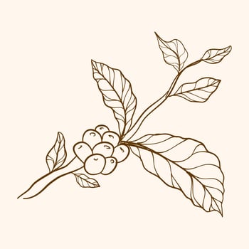 Engraved coffee bean and plant. Hand drawn vintage branches with leaves and branch. Coffee plant branch with leaf. Hand drawn coffee branch. vector