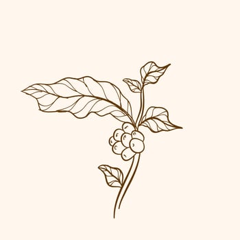 Coffee plant branch with leaf. Hand drawn coffee branch. Engraved coffee bean and plant. Hand drawn vintage branches with leaves and branch. vector
