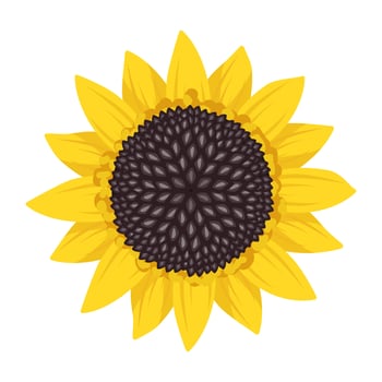 Bright sunflower flower with yellow leaves and black seeds. Element of nature, plant for decoration and design. Vector flat illustration