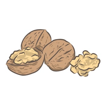 walnut vector sketch
