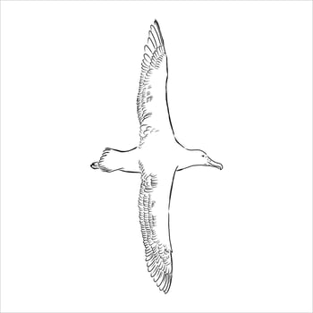 albatross vector sketch