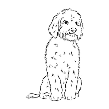 australian poodle vector sketch