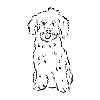 australian poodle vector sketch