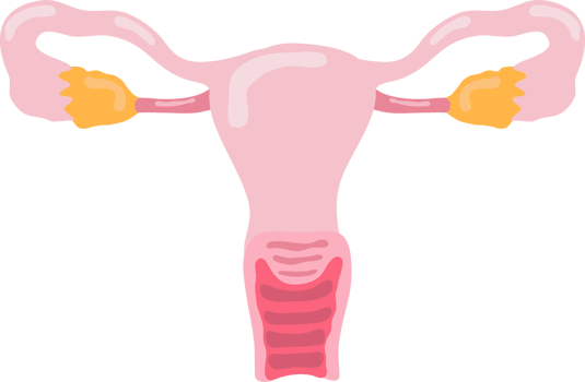 ovary human internal organ anatomy png illustration flat design