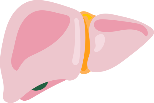 liver human internal organ anatomy png illustration flat design