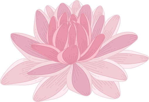 Hand drawn pink dahlia flower png