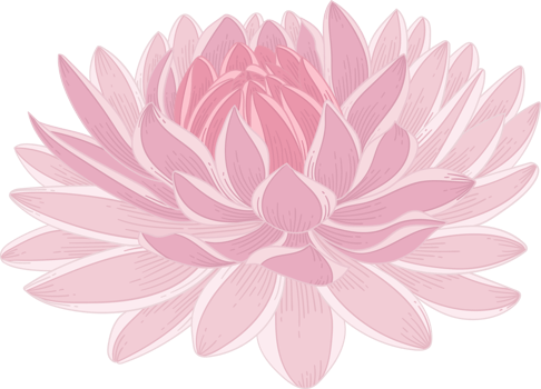 Hand drawn pink dahlia flower png