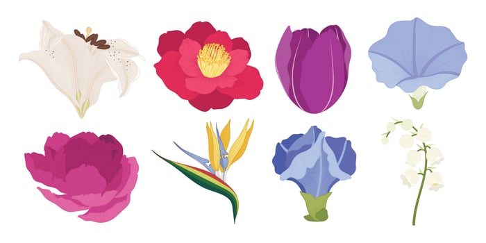 Set of colorful blooming flowers illustration. vector