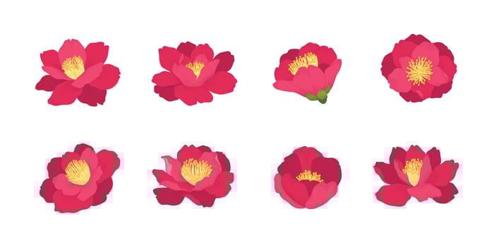 Set of camellia japonica blooming flowers illustration. vector