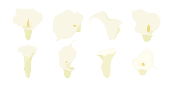 Set of white calla lily blooming flowers illustration. vector