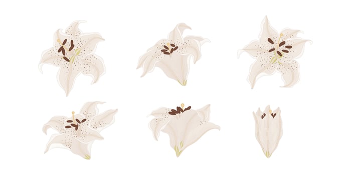 Set of white lily blooming flowers illustration. vector