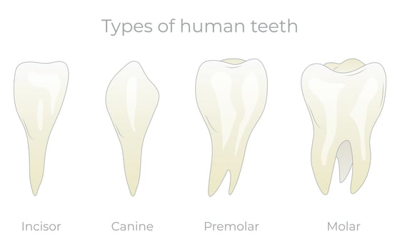Teeth types vector illustration. Various healthy human tooth collection. Anatomical incisor, canine, premolar and molar visual shape differences