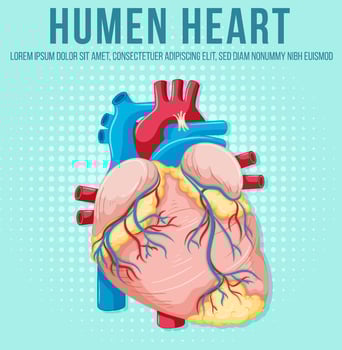 Human internal organ with heart vector