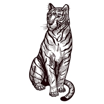 Tiger sitting engraved in isolated white background. Vintage wild animals in hand drawn style. vector