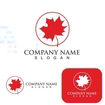 Maple leaf vector illustration
