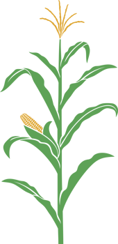 Corn stalk png illustration
