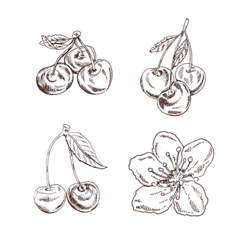 Cherry vector vintage drawing set. Isolated hand drawn cherries and flower on white background.  Illustration for label, poster, print, pattern.