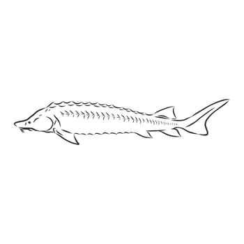 sturgeon vector sketch