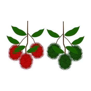 red and green fresh rambutan fruit vector