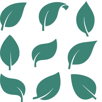 vector or coconut or palm leaves in green color on white background.