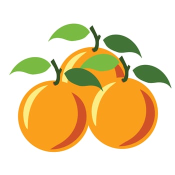 Fresh sweet orange fruit illustration isolated on white background vector