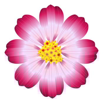 vector cosmos cute flower
