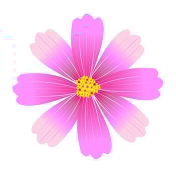 vector cosmos cute flower
