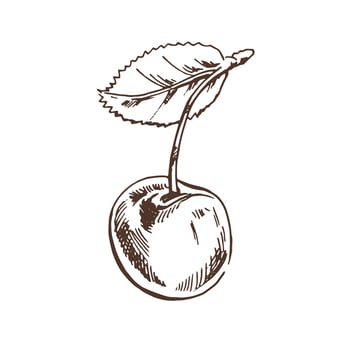 Vector cherry drawing. Isolated hand drawn cherry on white background. Summer fruit  illustration. Detailed vegetarian food. Great for label, poster, print.