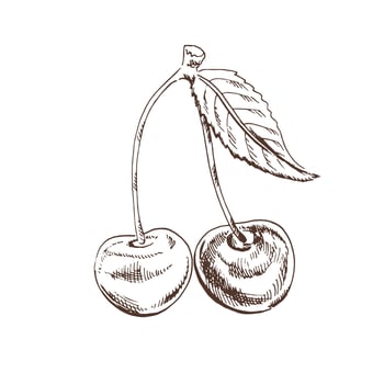 Vector cherry drawing. Isolated hand drawn berry on white background. Summer fruit engraved style illustration. Detailed vegetarian food. Great for label, poster, print.