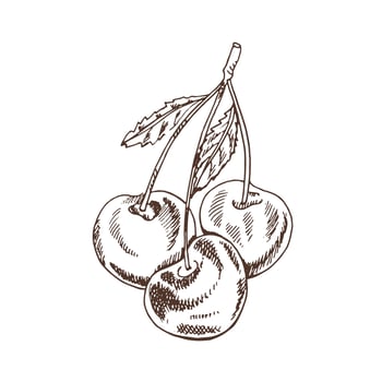 Vector cherry drawing. Isolated hand drawn berry on white background. Summer fruit engraved style illustration. Great for label, poster, print.