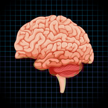 Human internal organ with brain vector