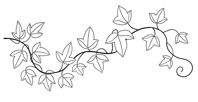 Simplicity ivy freehand drawing flat design. vector