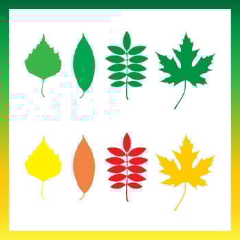 Leaves of trees  birch, ashberry, maple, cherry vector