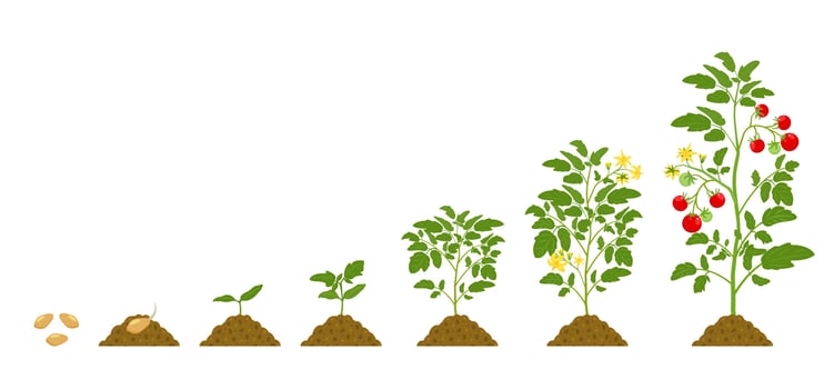 Growth cycle of tomatoes in the soil on white background. Stages of development of vegetables. vector