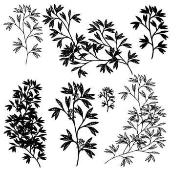herbs silhouette, foliage black and white vector