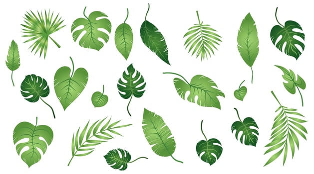 Set of tropical exotic leaves of different types. Jungle plants. Hibiscus leaves, monstera and palm leaves. Realistic botanical vector illustration isolated on white background