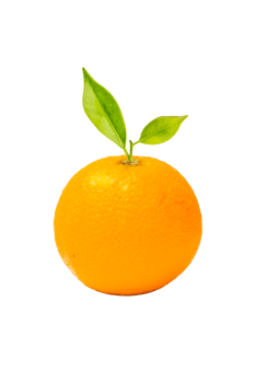 Orange fruit on white background png