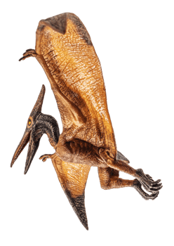 Pteranodon Pterodactyl Dinosaur on white background png
