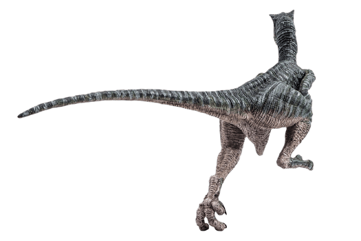 dinosaur , Velociraptor on white background . png