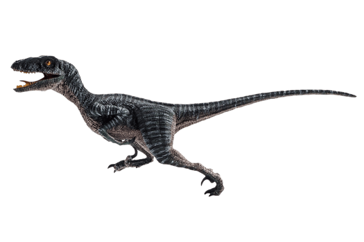 dinosaur , Velociraptor on white background . png